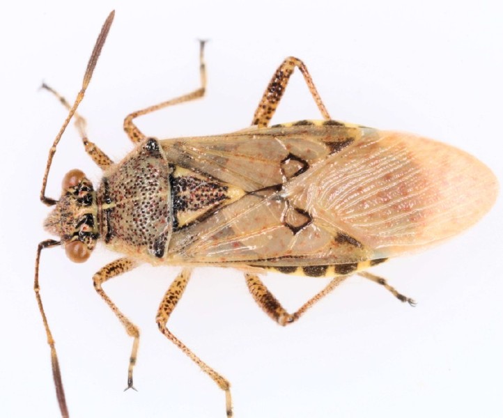 brachycarenus_tigrinus.jpg