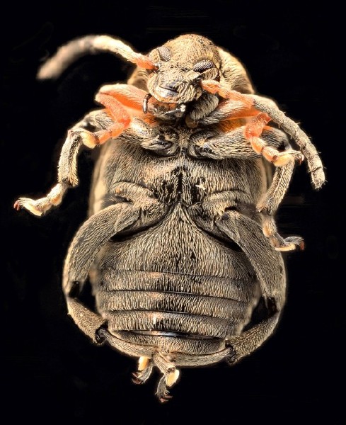 bruchus_rufimanus_1.jpg