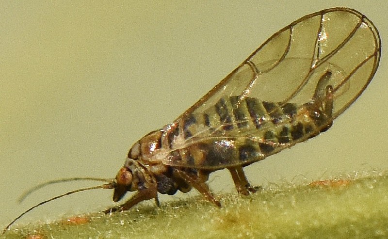 cacopsylla_sp_male.jpg