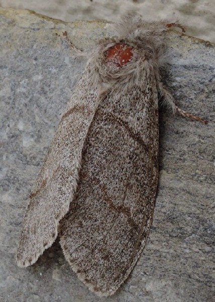 calliteara_pudibunda_femelle.jpg