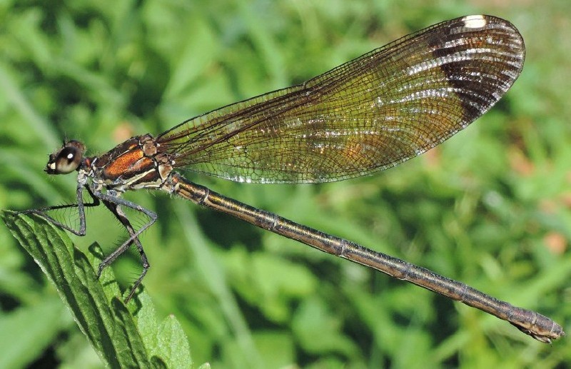 calopteryx_haemorrhoidalis_femelle.jpg