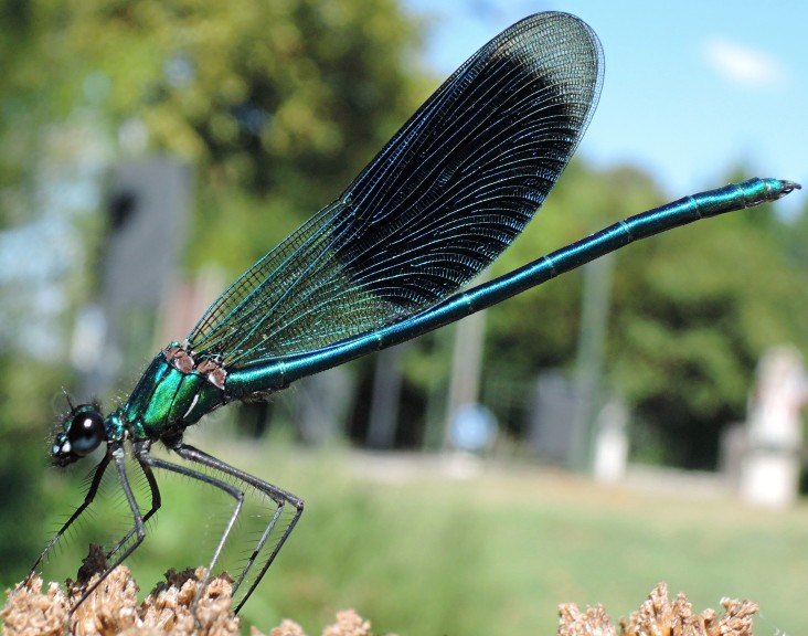 calopteryx_splendens_splendens_male.jpg