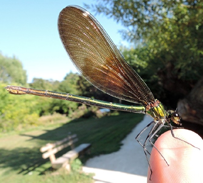 calopteryx_virgo_femelle.jpg