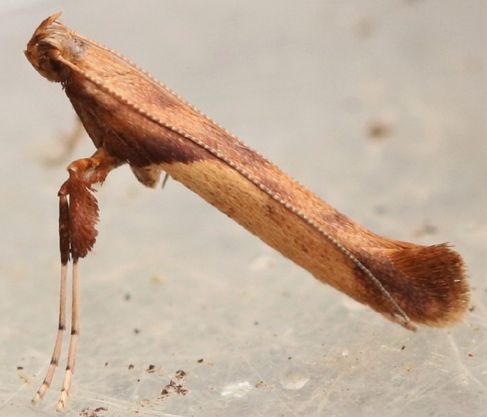 caloptilia_hemidactylella.jpg