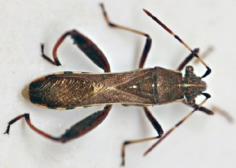camptopus_lateralis.jpg