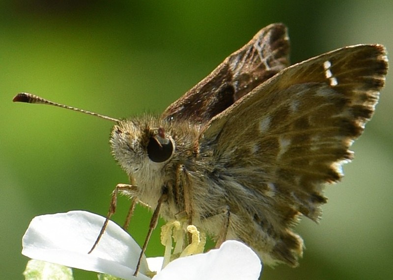 carcharodus_alceae_1.jpg