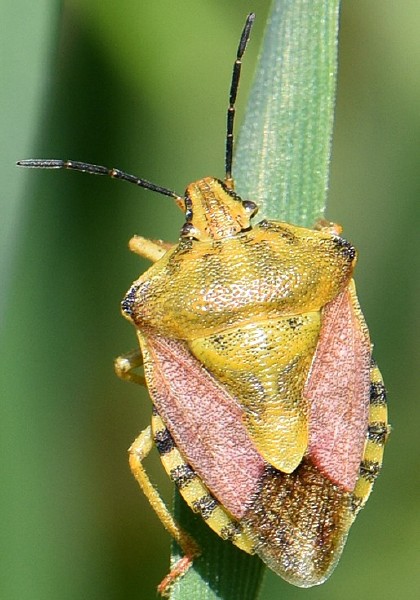 carpocoris_purpureipennis.jpg