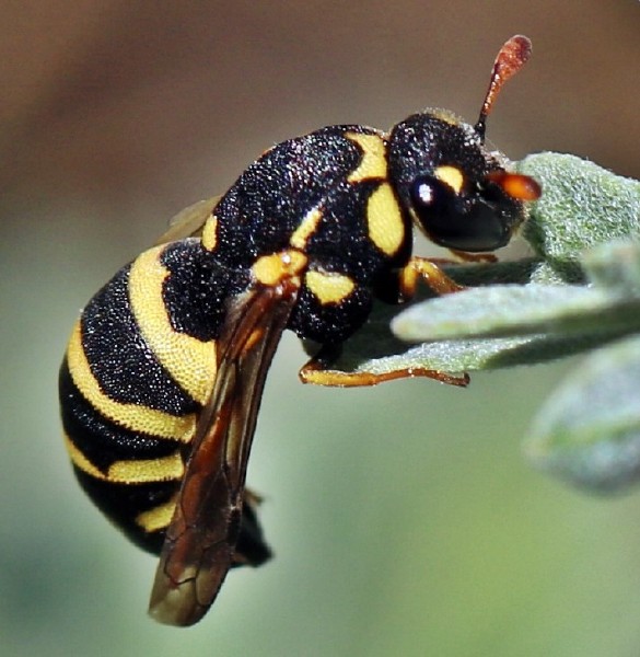 celonites_abbreviatus_femelle.jpg