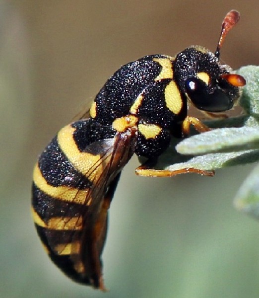 celonites_abbreviatus_femelle_1.jpg