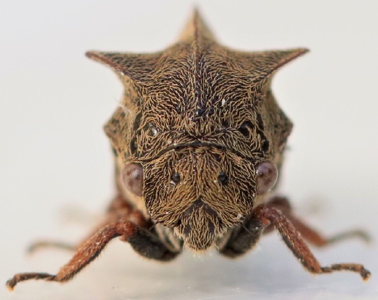 centrotus_cornutus_face.jpg