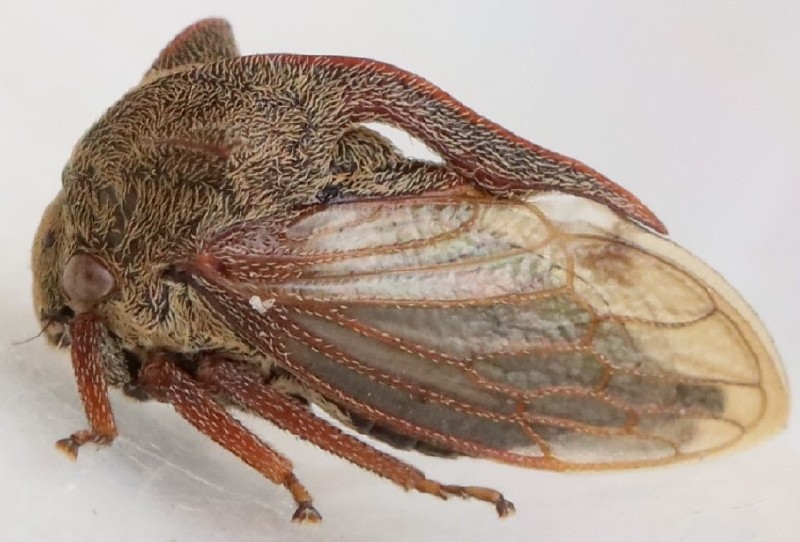 centrotus_cornutus_profil.jpg