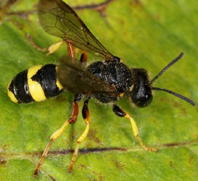 cerceris_rybiensis.jpg