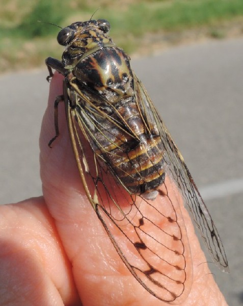 cicada_orni.jpg