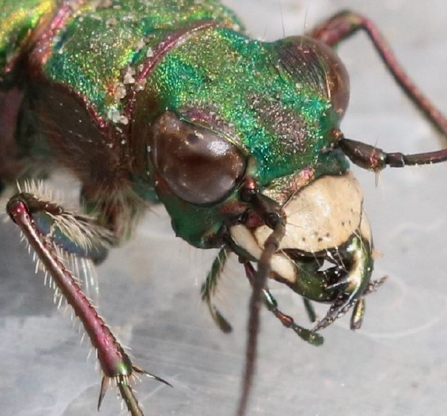 cicindela_campestris_femelle_face_tete_2.jpg