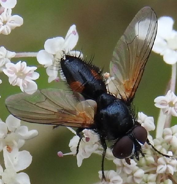 clairvillia_biguttata_male.jpg