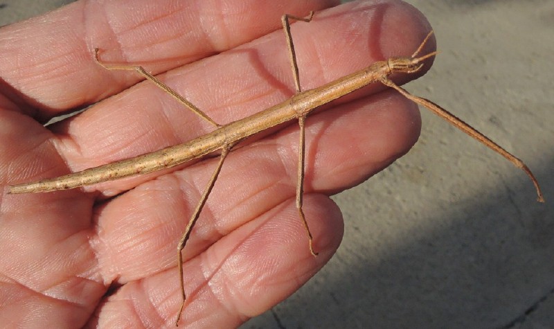 clonopsis_gallica_.jpg
