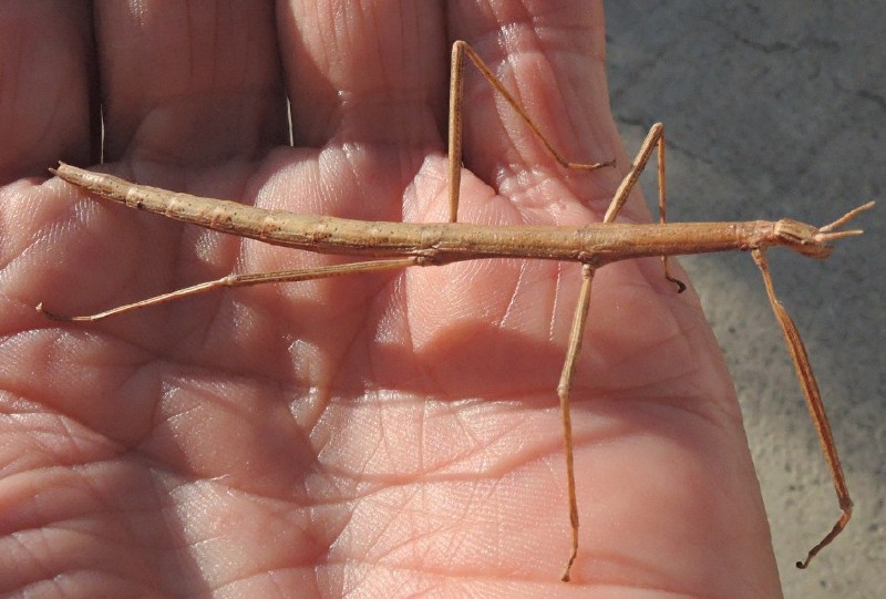 clonopsis_gallica_1.jpg