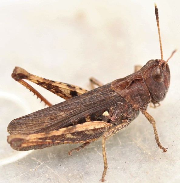 comphocerippus_rufus_male.jpg
