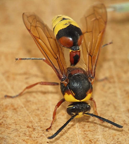 delta_unguiculata_2.jpg