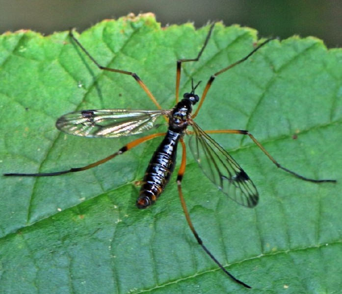 dictenidia_bimaculata_femelle.jpg