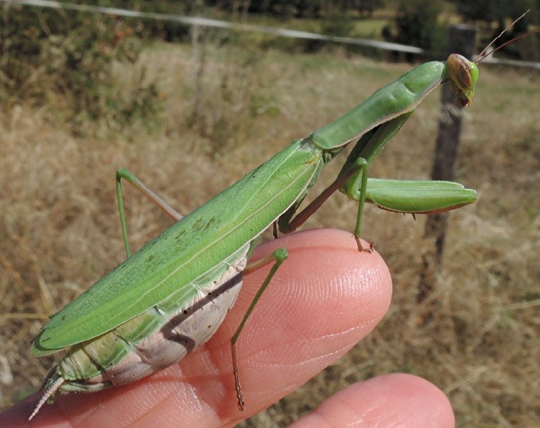 mantis_religiosa_femelle_pleine.jpg