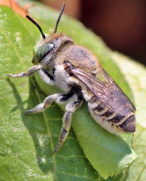 megachile_laechella.jpg