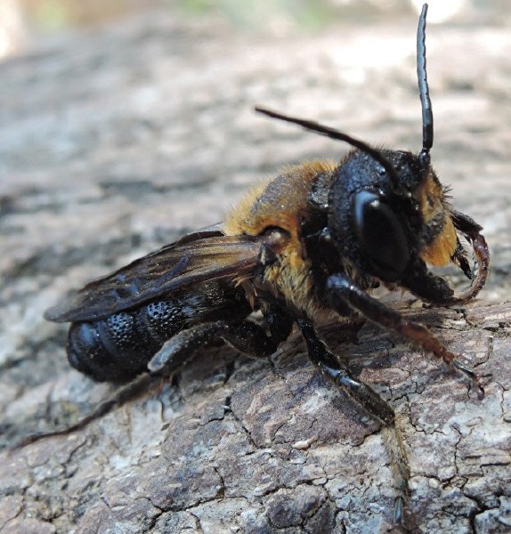 megachile_sculpturalis_male.jpg