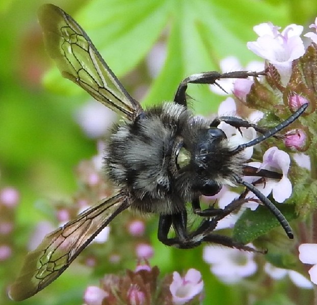 melecta_albifrons_femelle.jpg