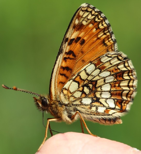 melitaea_diamina_revers.jpg