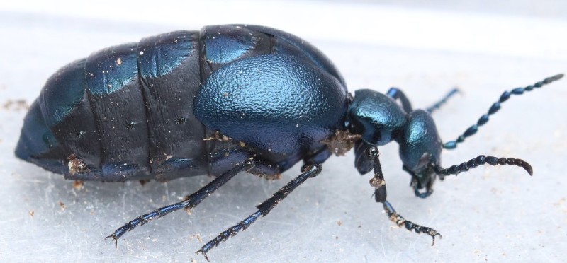 meloe_proscarabeus_femelle.jpg