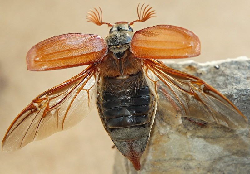 melolontha_melolontha_male_envol.jpg