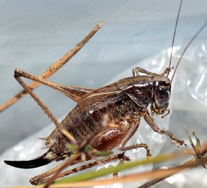 metrioptera_saussuriana_femelle.jpg