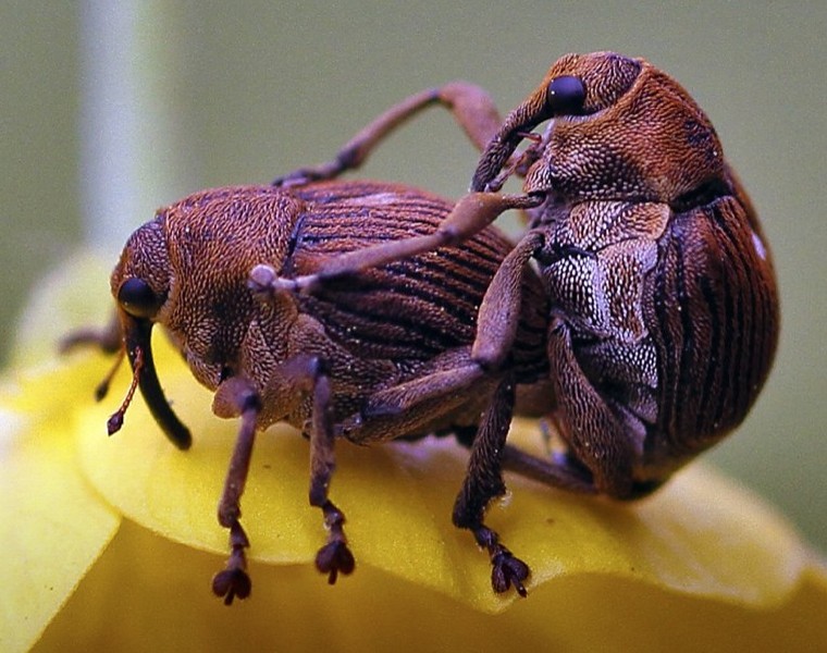 mononychus_punctum_album_copula.jpg