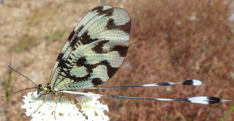 nemoptera_sinuata.jpg
