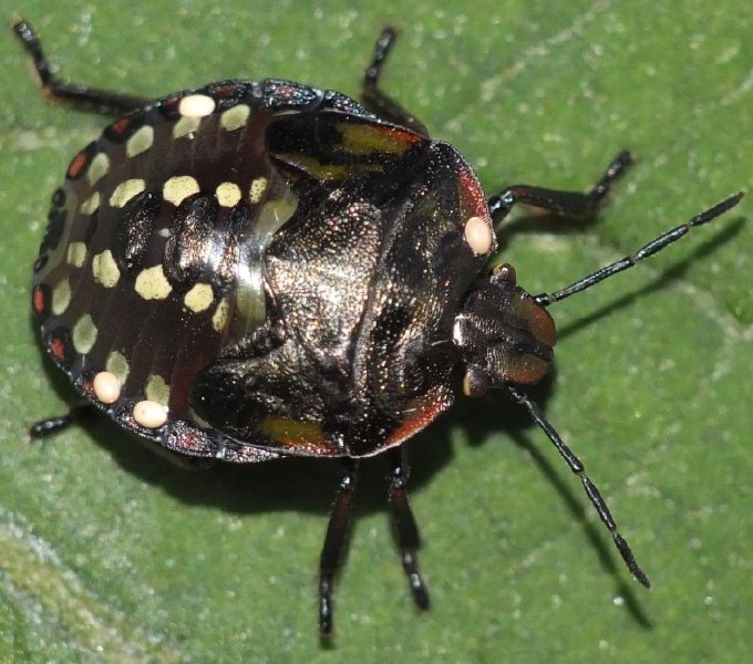 nezara_viridula_juvenile_oeufs.jpg