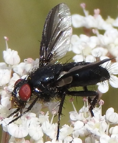 nyctia_halterata_femelle.jpg