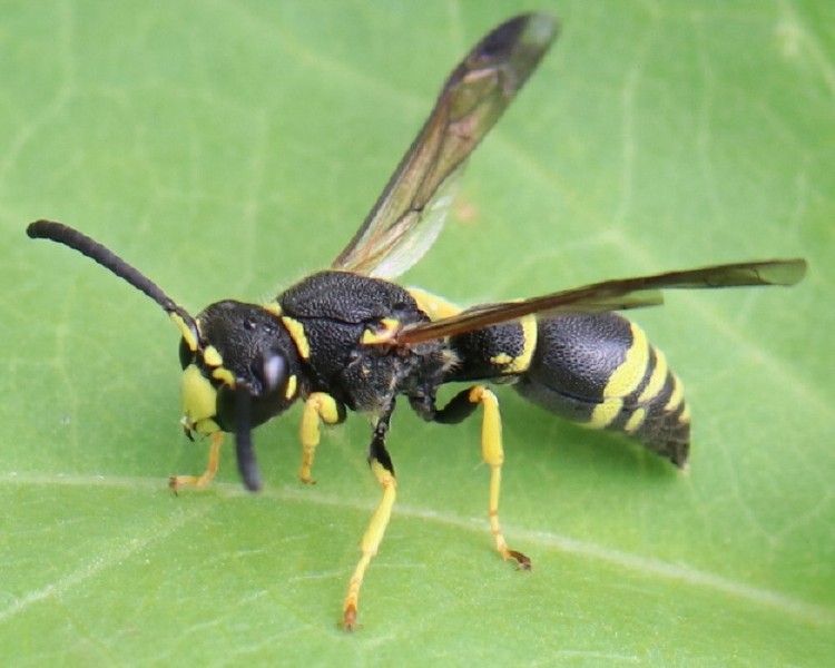 odynerus_reniformis_2.jpg