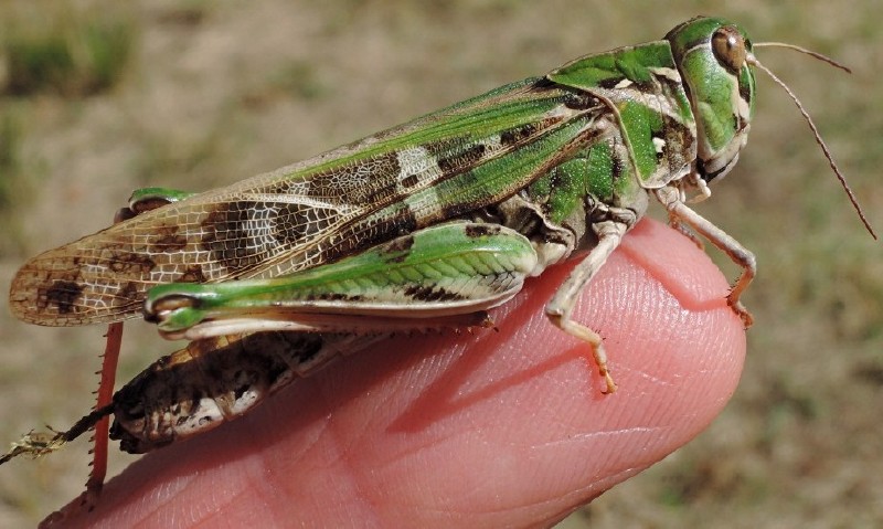 oedaleus_decorus.jpg
