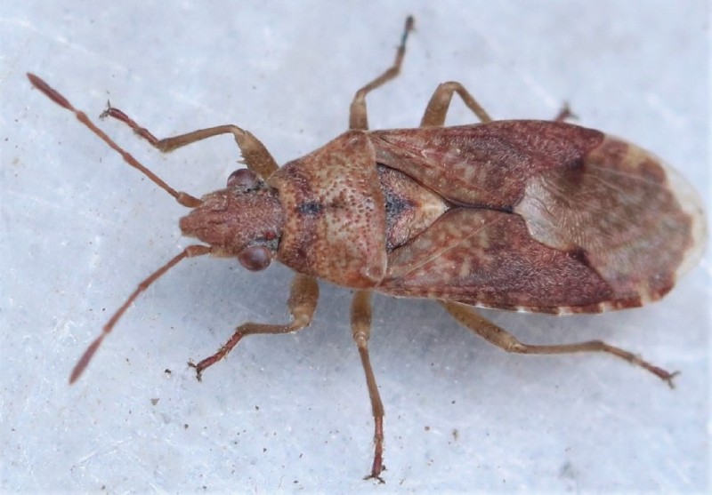 orsillus_depressus.jpg