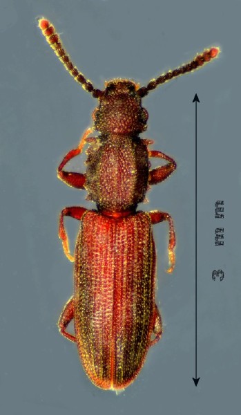 oryzaephilus_surinamensis.jpg