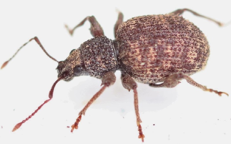 otiorhynchus_crataegi.jpg