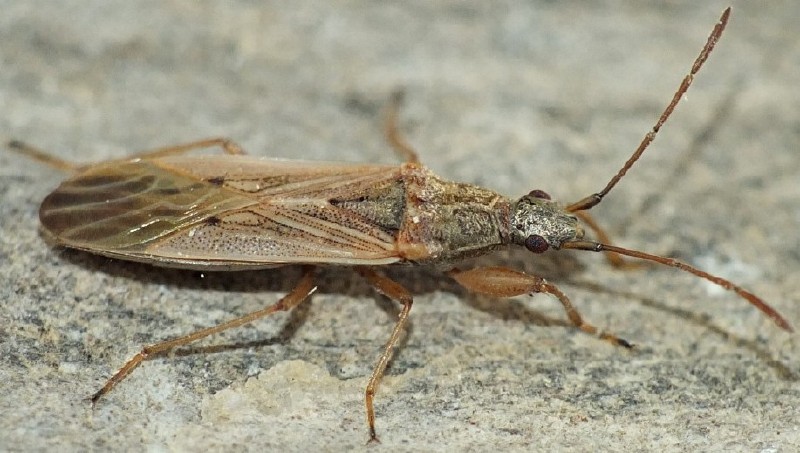 paromius_gracilis_1.jpg