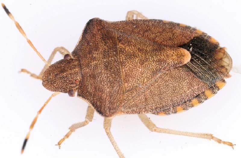 peribalus_strictus_strictus.jpg