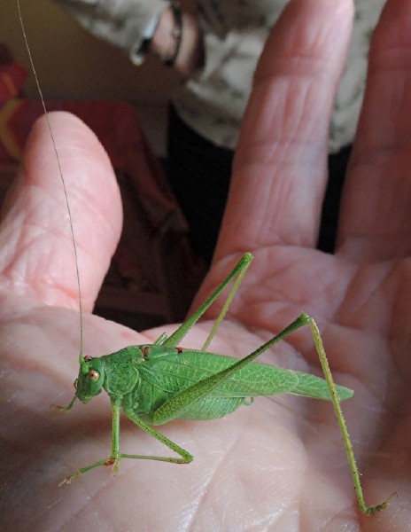 phaneroptera_nana_male.jpg