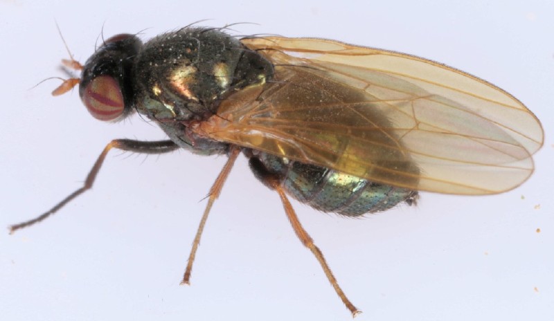 physiphora_alceae.jpg