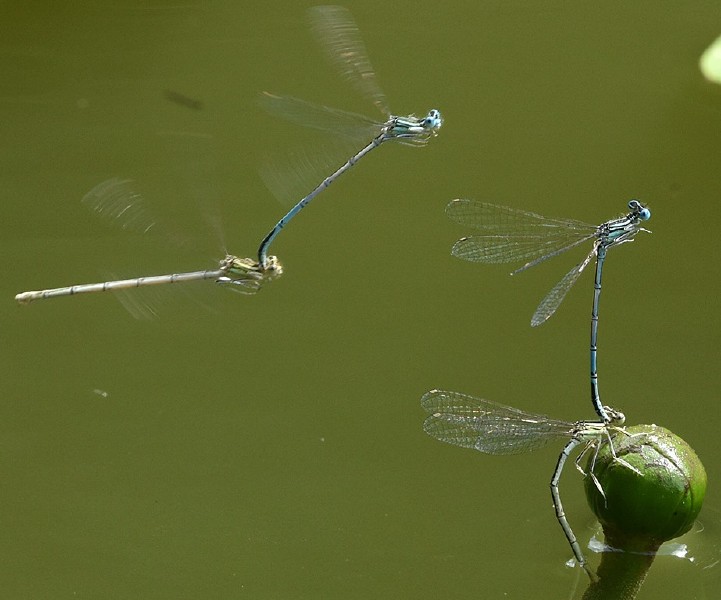 platycnemis_pennipes_tandems_pontes_1.jpg