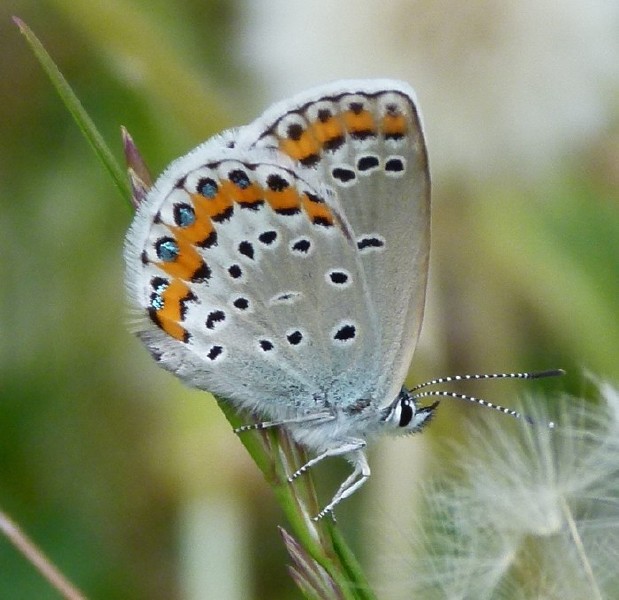 plebejus_argyrognomon_femelle.jpg