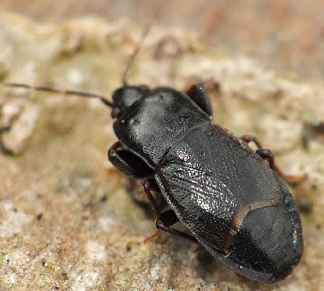 plinthisus_brevipennis.jpg