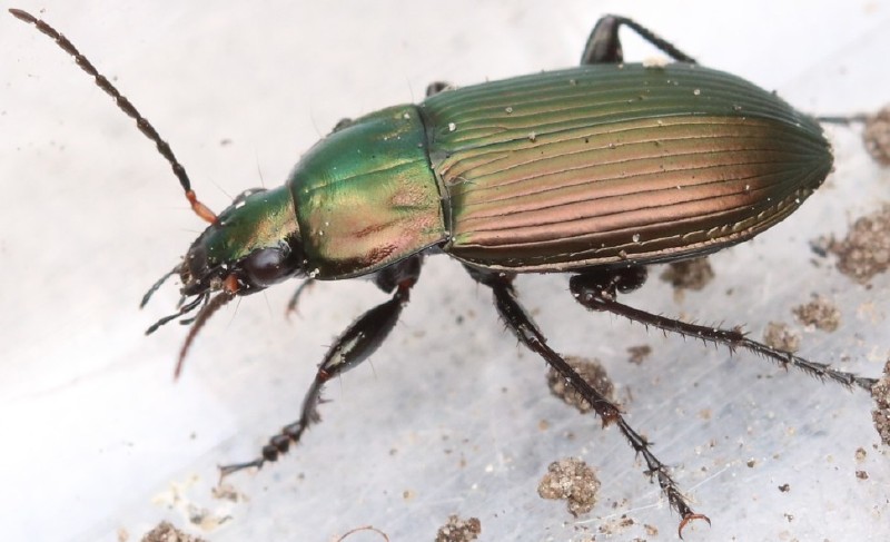 poecilus_cupreus.jpg