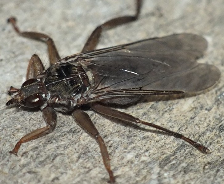 pseudolynchia_maura.jpg